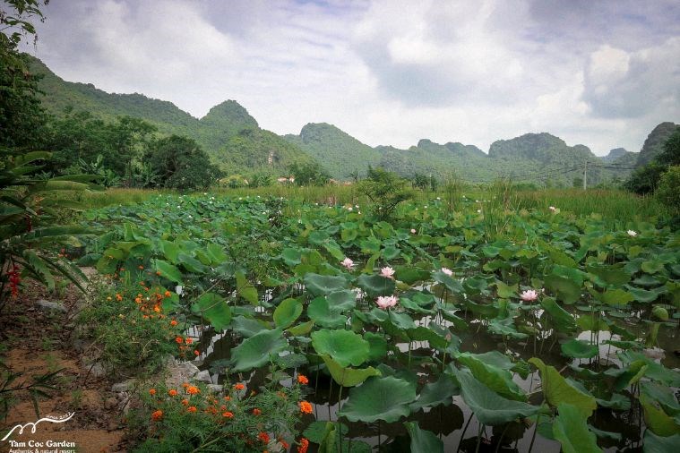 Premium Tonkin Garden Bungalow